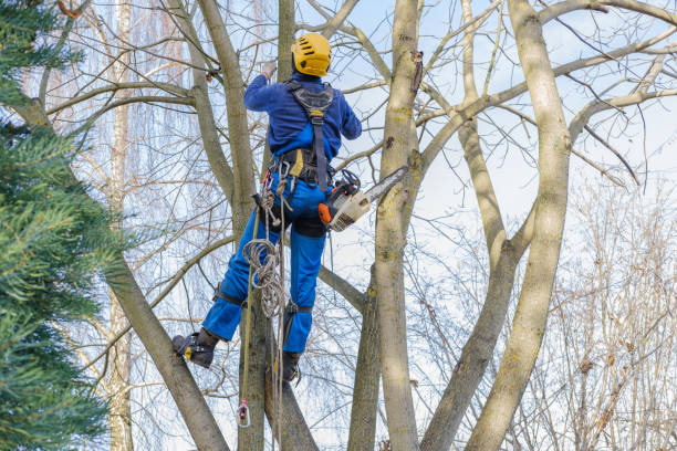 Best Tree Trimming and Pruning  in Versailles, PA