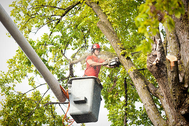 Best Commercial Tree Services  in Versailles, PA