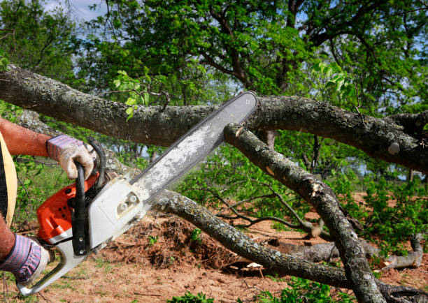 Best Utility Line Clearance  in Versailles, PA